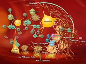 coagulation_cascade_Siemens